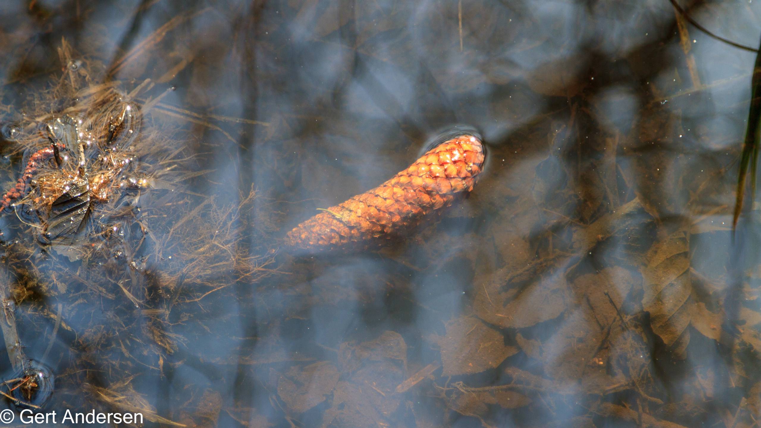 Lyngby Sø (26 of 37) compressed